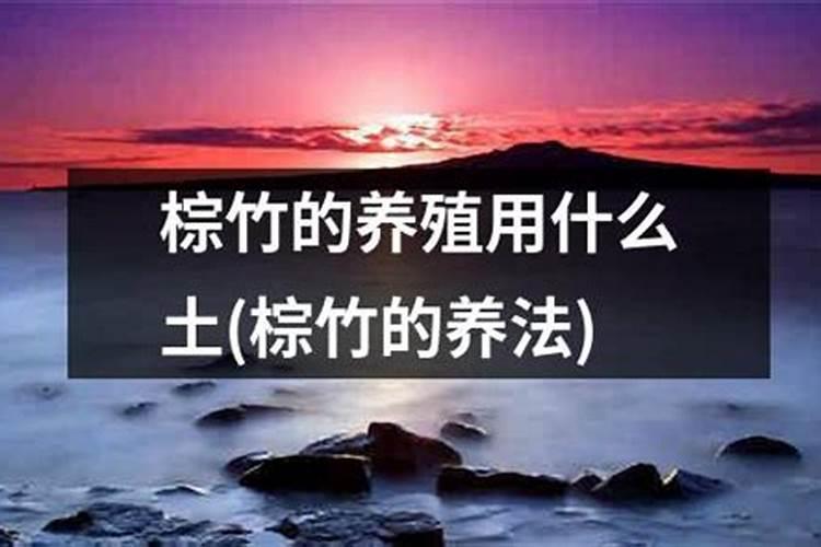 观音竹施肥方法及注意事项 春季棕竹怎么施肥