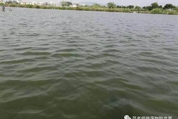 水产养殖虾塘水清肥不起来怎么办