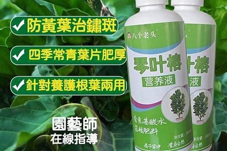 水榕的养殖方法和注意事项