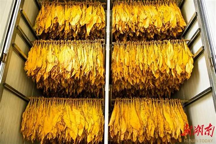 硫酸钾在烤烟上何时用最好