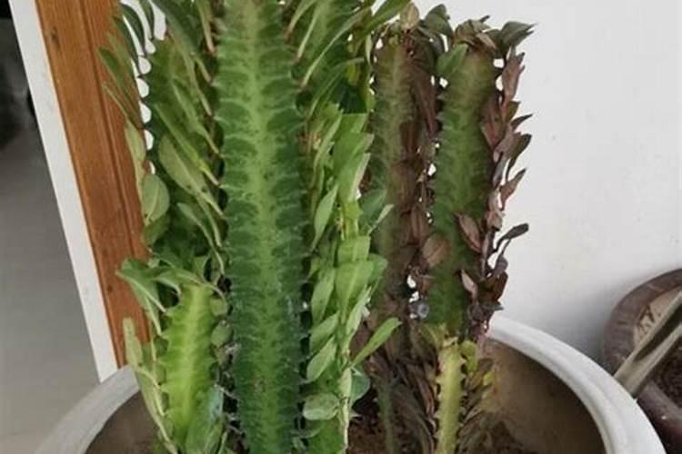 龙骨花施什么肥最好