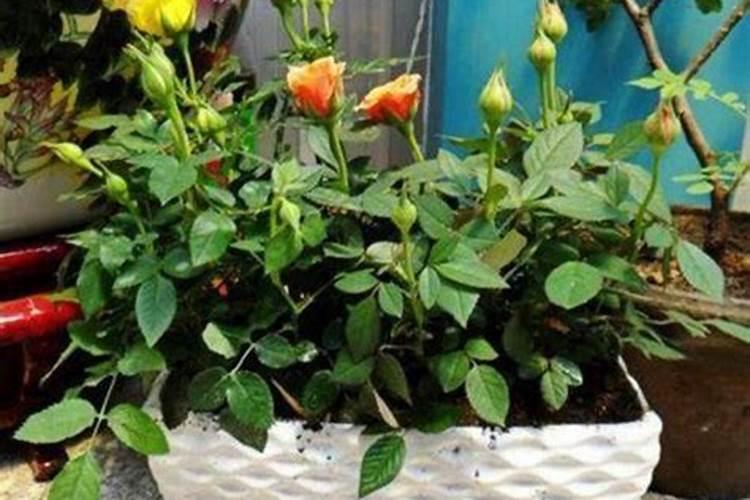 月季花施肥需要注意什么