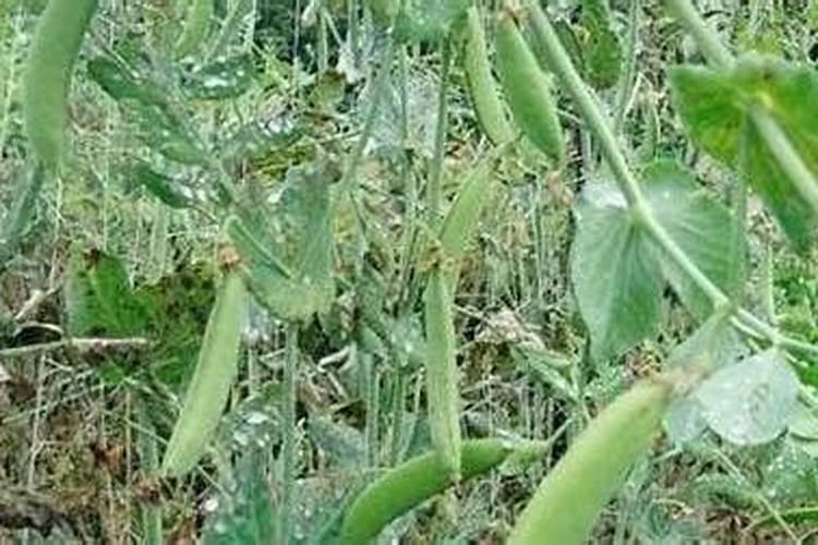 豌豆底肥放什么肥好(底肥施用方法)
