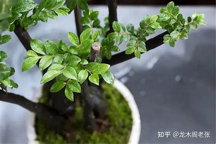 小叶紫檀怎么过冬