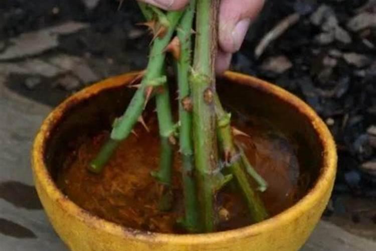 月季花扦插是用什么肥料可以使月季花快速生根呢