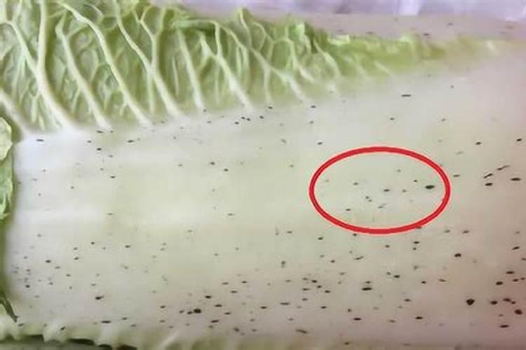 育的花菜白菜包菜苗出土后多少天可打点叶面肥？