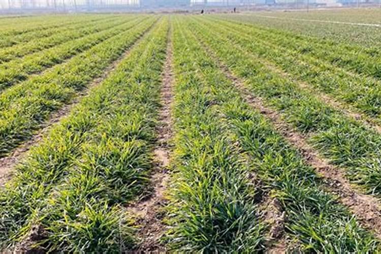 芸乐收在大姜上的表现