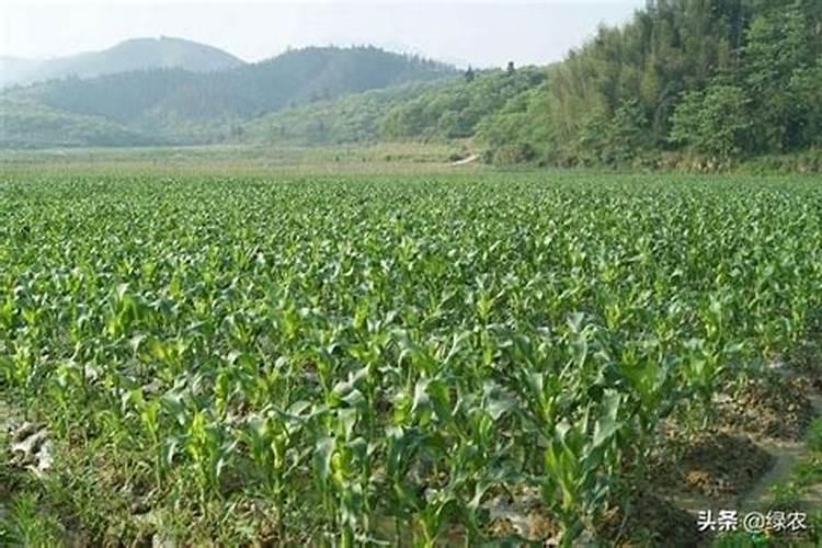 玉米后期追肥主要追什么肥