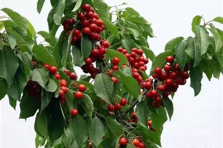 樱桃树什么时候施肥效果最好？樱桃树的最佳施肥和浇水时间