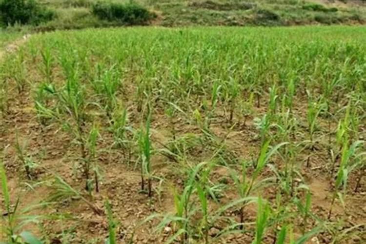 过期的杂粮米怎么做肥料,杂粮米包括哪些米