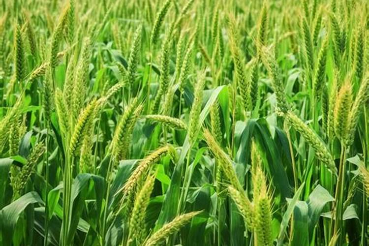 含氯化肥应施在什么农作物上 含氯的肥料对植物有什么影响