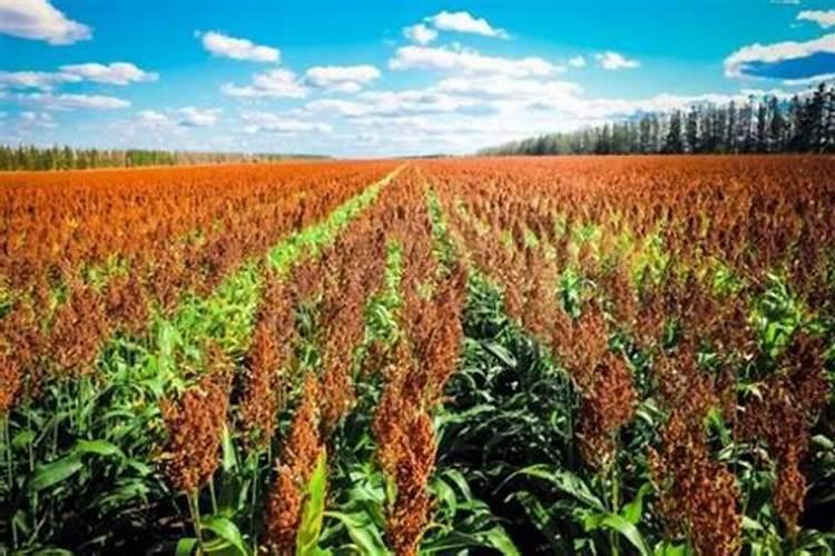 怎样高效施用磷酸二氢钾？