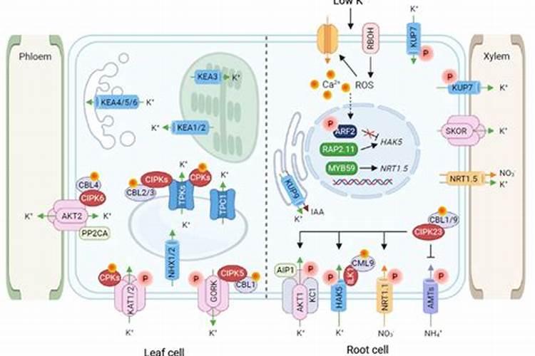 植物缺钾怎么补充？用什么肥补钾效果好？