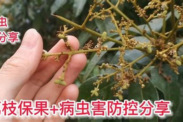 荔枝掉果用什么药