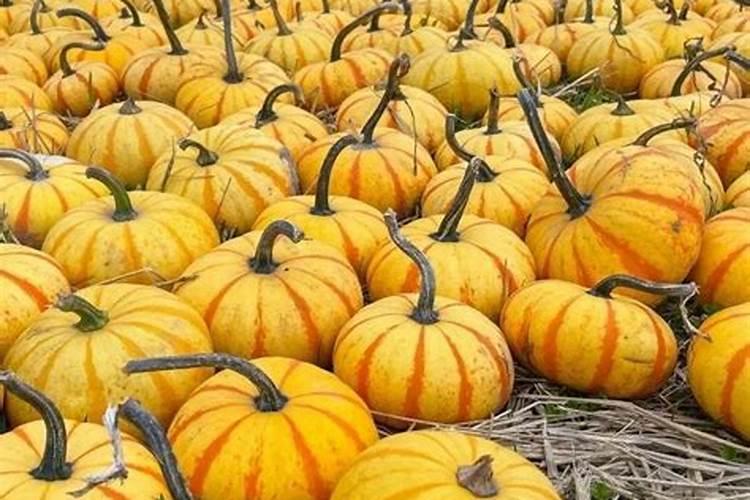 南瓜施什么肥料最好