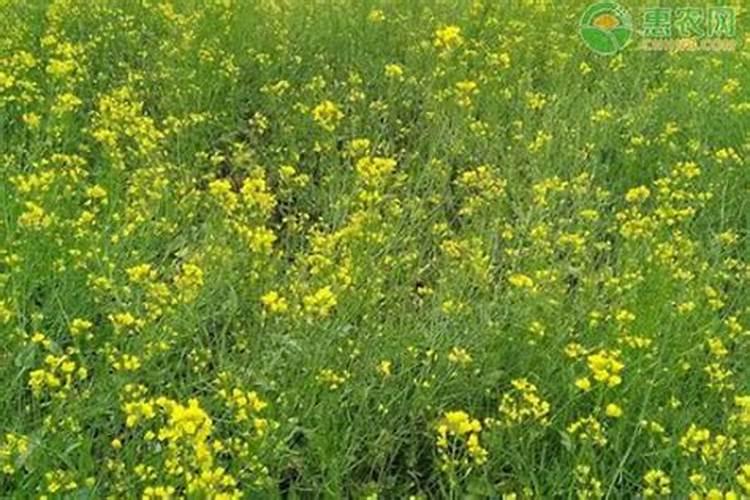 油菜种植用一亩地用多少肥料