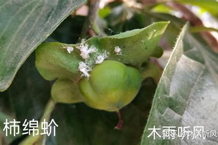 种柿子老掉果怎么办