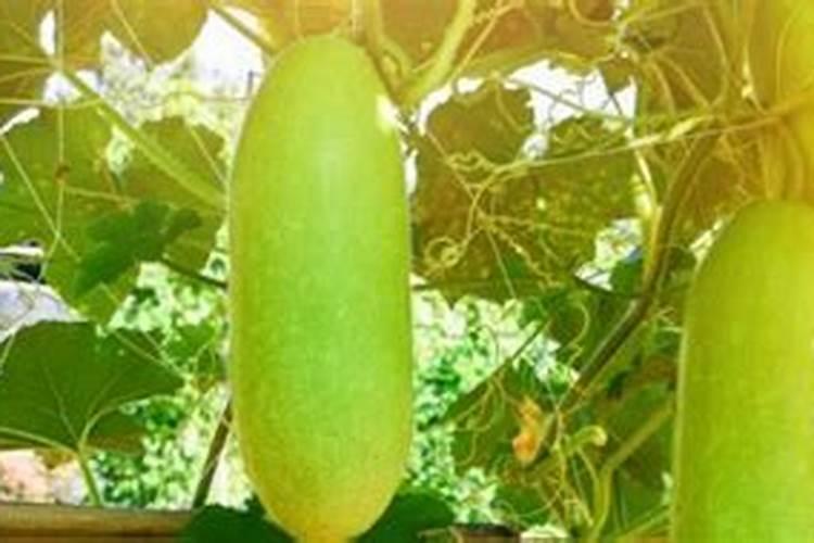 种冬瓜用什么肥料最好