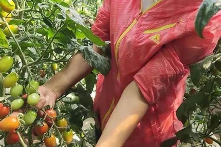 介绍一下首善真红这个叶面肥的使用效果