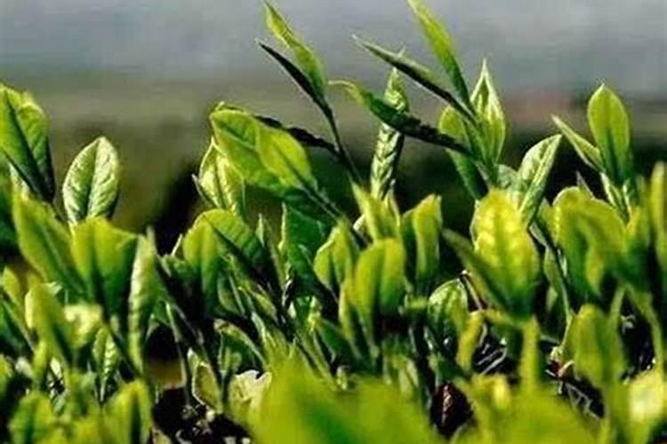 硫酸二氢钾用在茶叶上有什么好处