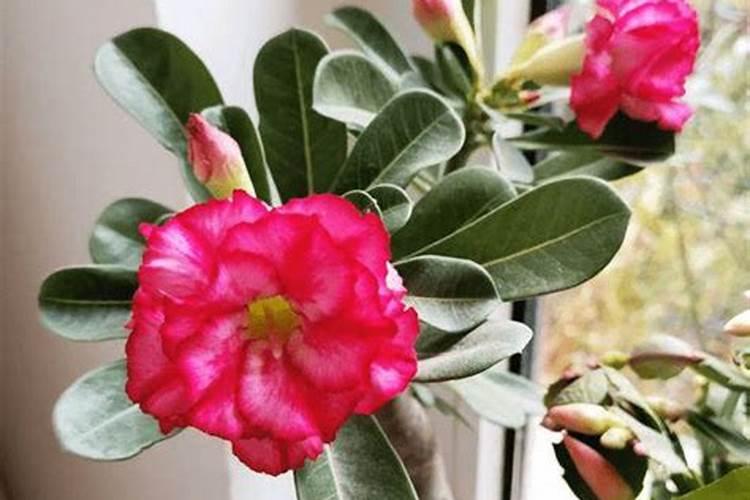 沙漠玫瑰施什么肥比较好