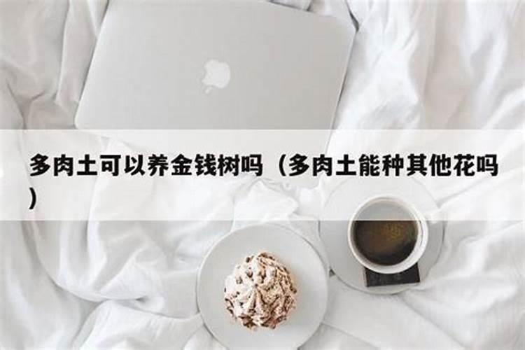 金钱树的养殖方法和注意事项