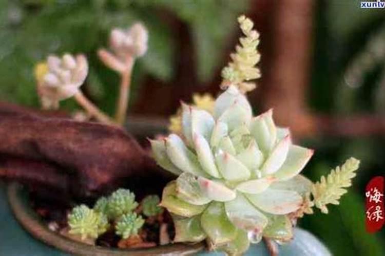 多肉植物能用化肥吗(多肉植物能用化肥吗？揭秘施肥技巧与注意事项...