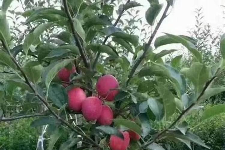 山东有实力的肥料公司有哪些？