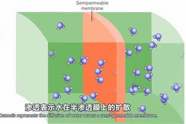 鱼蛋白放多了会烧根吗