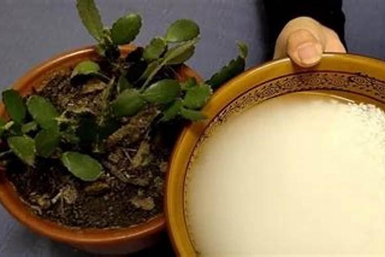 什么花可以用黄豆施肥,黄豆水是什么肥料