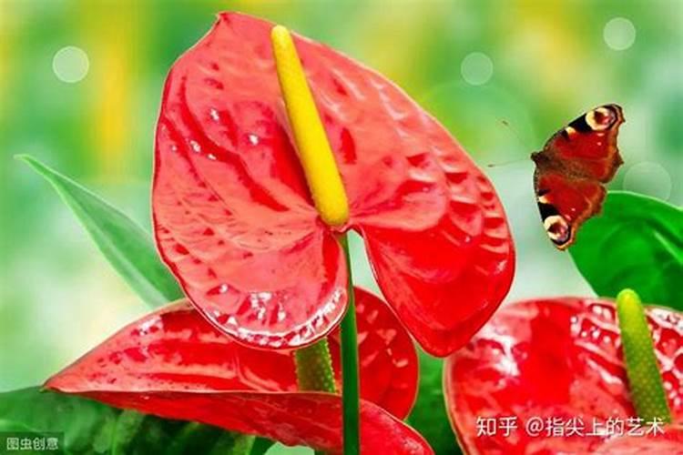 红掌开完花怎么办