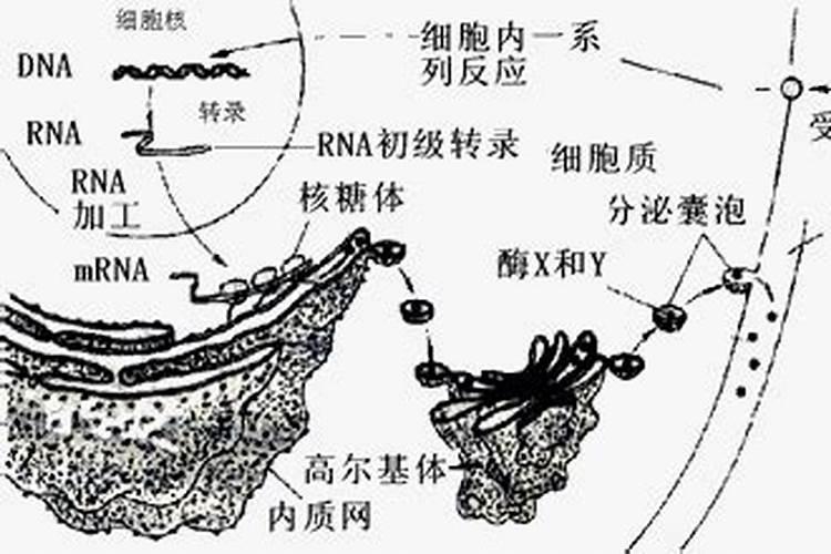 不想使用激素,怎么让农作物的根茎强健、果实大？