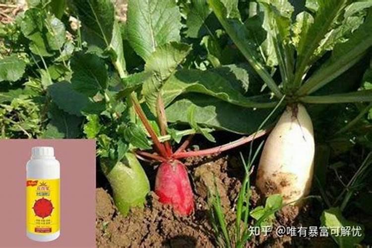 白萝卜可以施三个20的水溶肥吗？