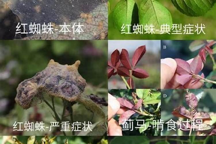 月季要施什么肥料