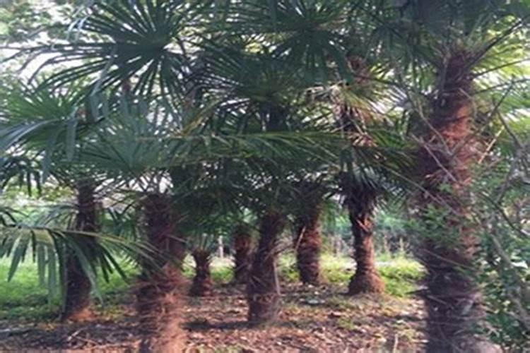 苗木种植一般用什么肥料