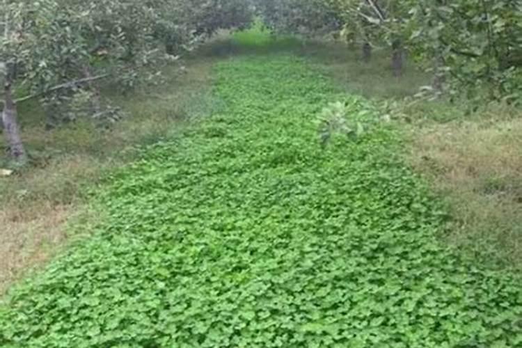 南方果园常用林下草