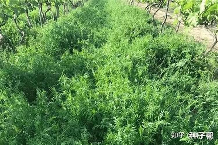 果园生草有哪些草种可以只种不割也不翻压？