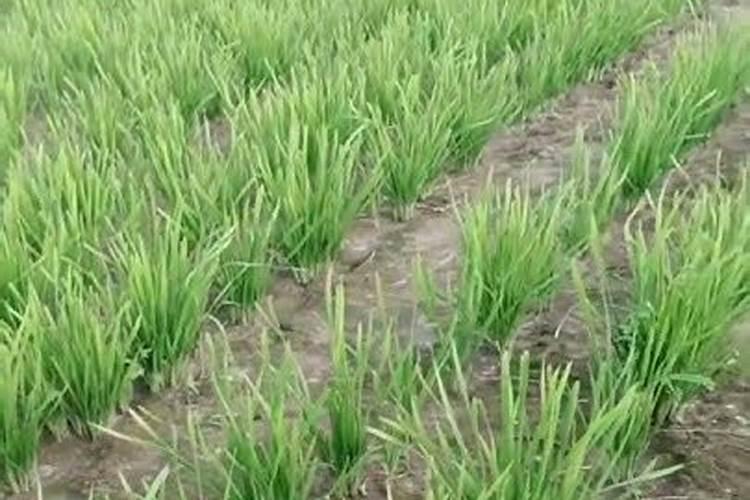 饼肥的肥效有多久 饼肥的效果能保持多久？