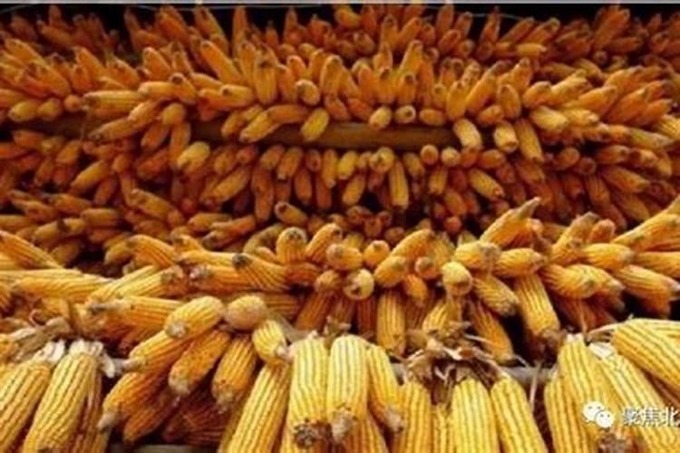 金正大控释玉米专用肥261212多少钱一吨