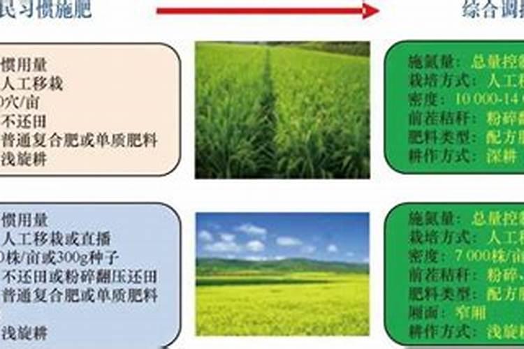 氮肥的作用及使用方法