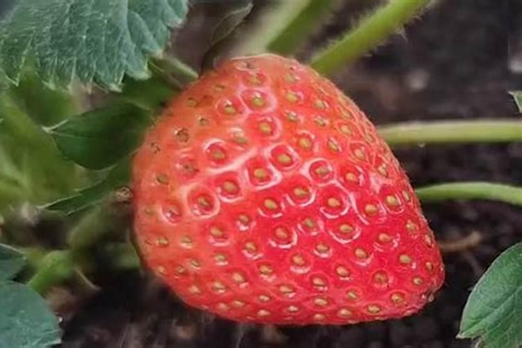 水溶肥料兑水比例是多少