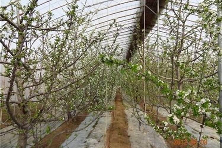 大棚种植甜樱桃总掉果子,如何提高坐果率？