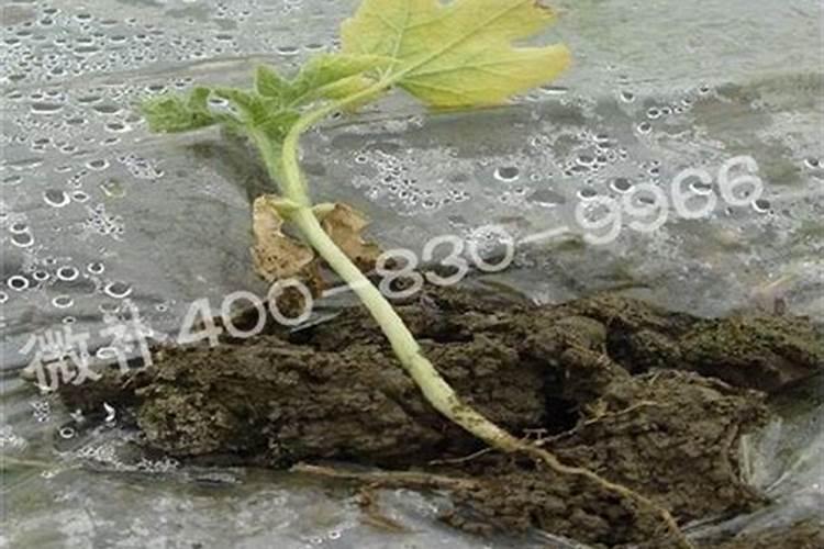 氯化钾作为大棚西瓜基肥可以吗？