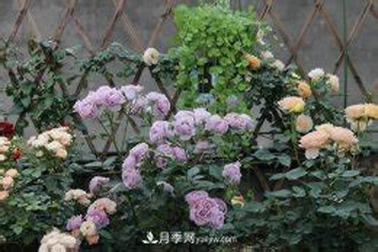 月季春天发芽后管理是什么？