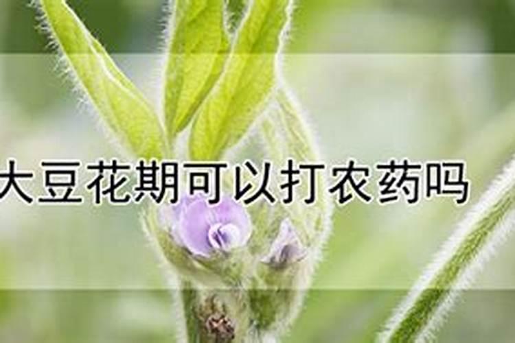 绿豆怎么高产种植 绿豆养殖时需要注意什么
