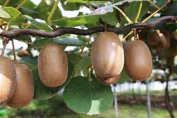 菜地常用的微量元素肥料有几种？