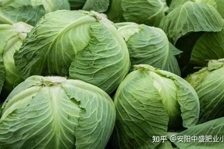 包菜快速包心的方法 包菜快速包心的方式