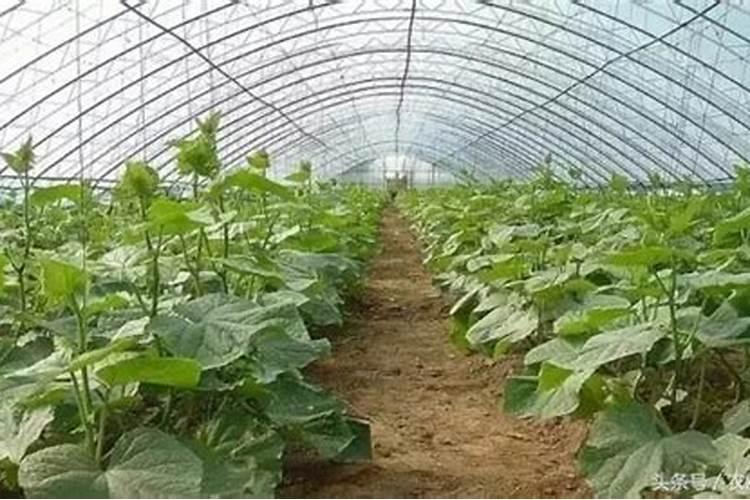 磷肥多长时间施一次