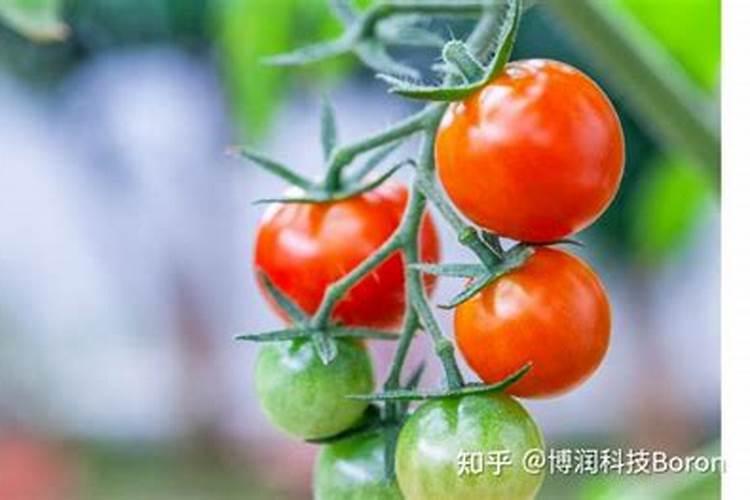 西红柿怎么才能膨果快点？
