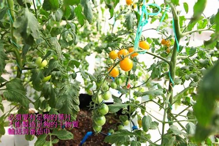小番茄果实膨大需要什么肥？小番茄用哪个肥好？小番茄促进果实生长用金泰...